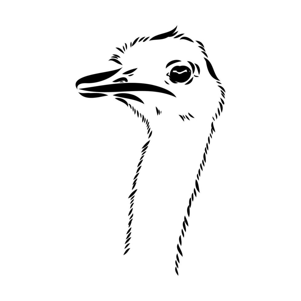 ostrich vector sketch