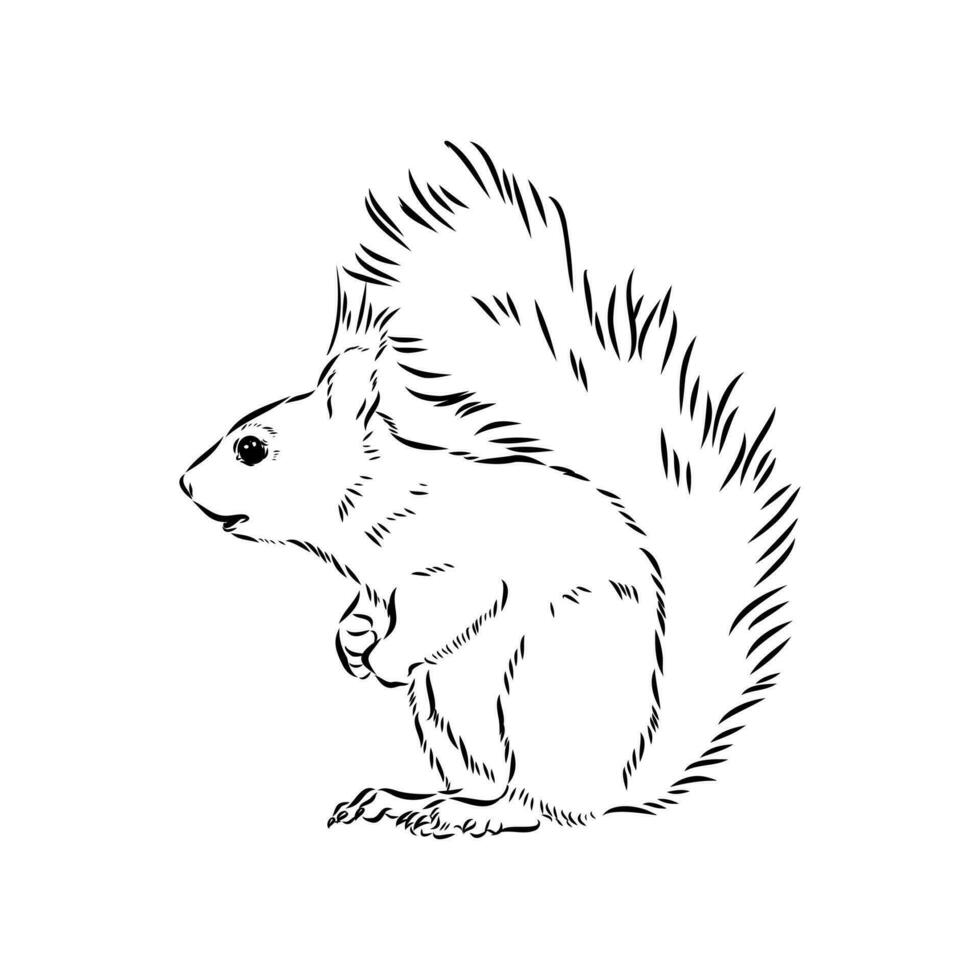 squirrel vector sketch