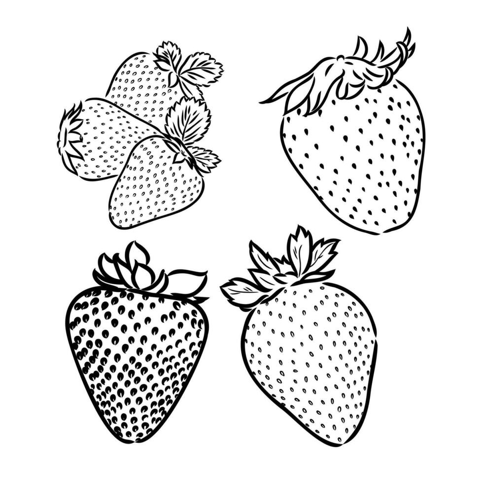 strawberry vector sketch