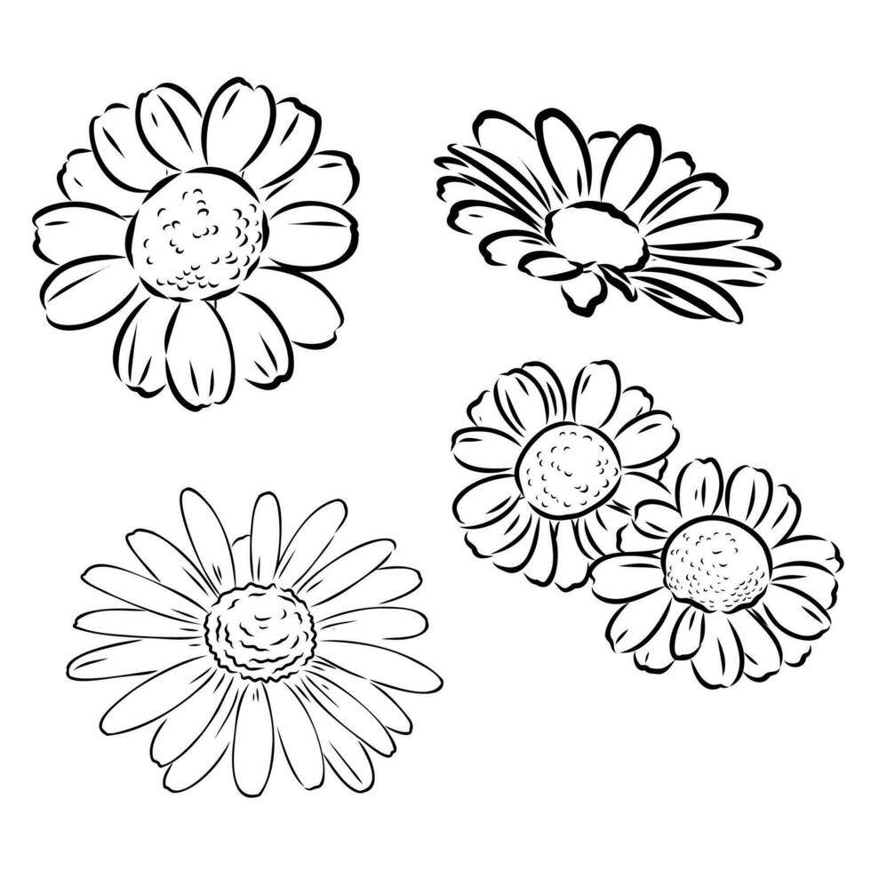 daisy flower vector sketch