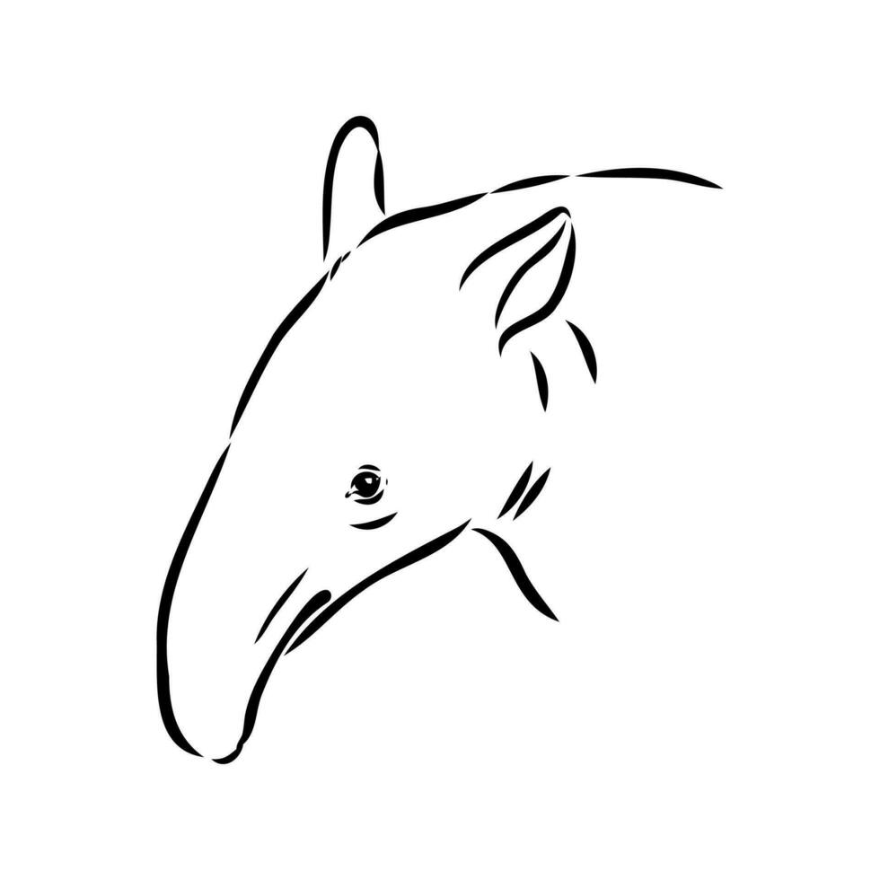 tapir vector sketch