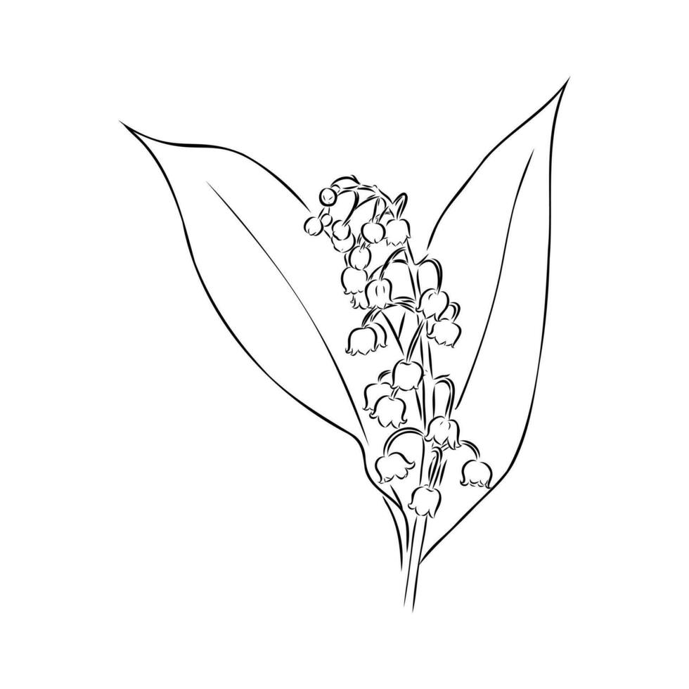 lily of the valley vector sketch