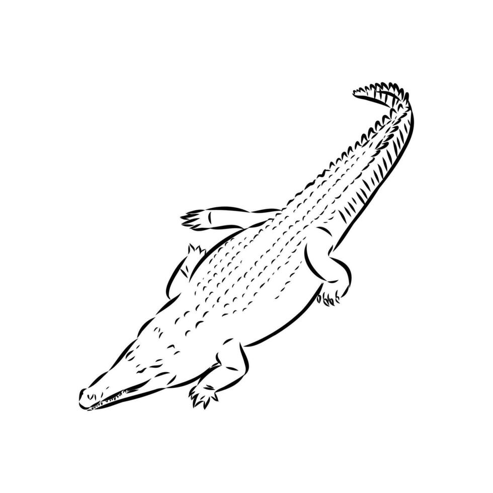 crocodile vector sketch