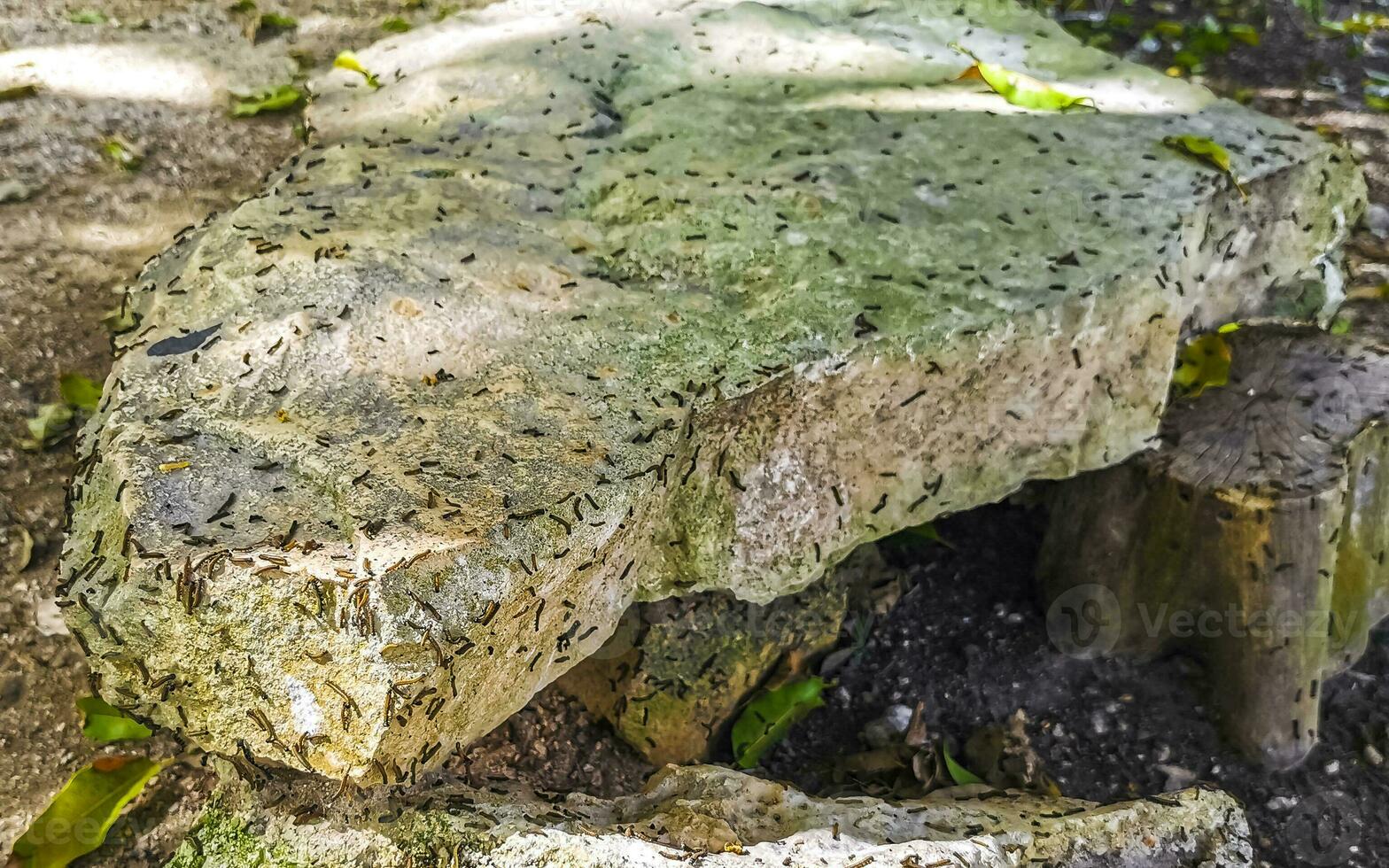 gusano de seda oruga Plaga en infestación a Tulum restos México. foto