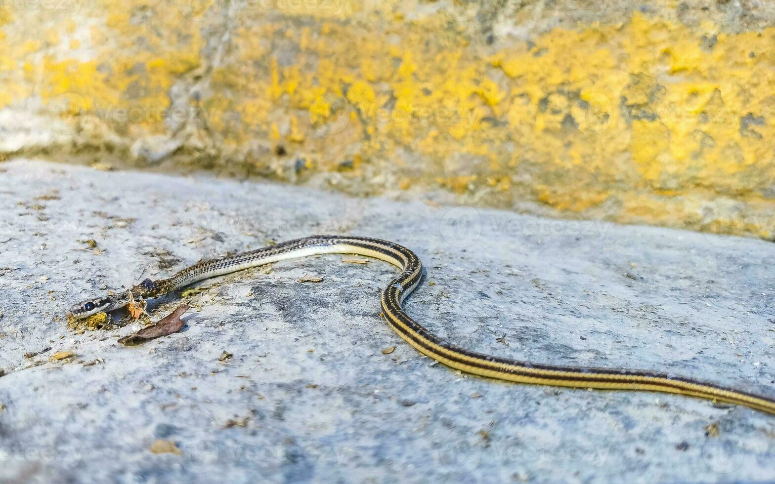 Dead tropical snake run over on the ground Puerto Escondido. photo