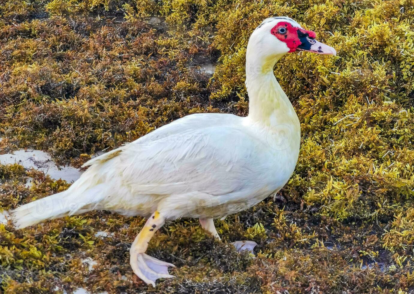Muscovy duck on Caribbean beach in Playa del Carmen Mexico. photo