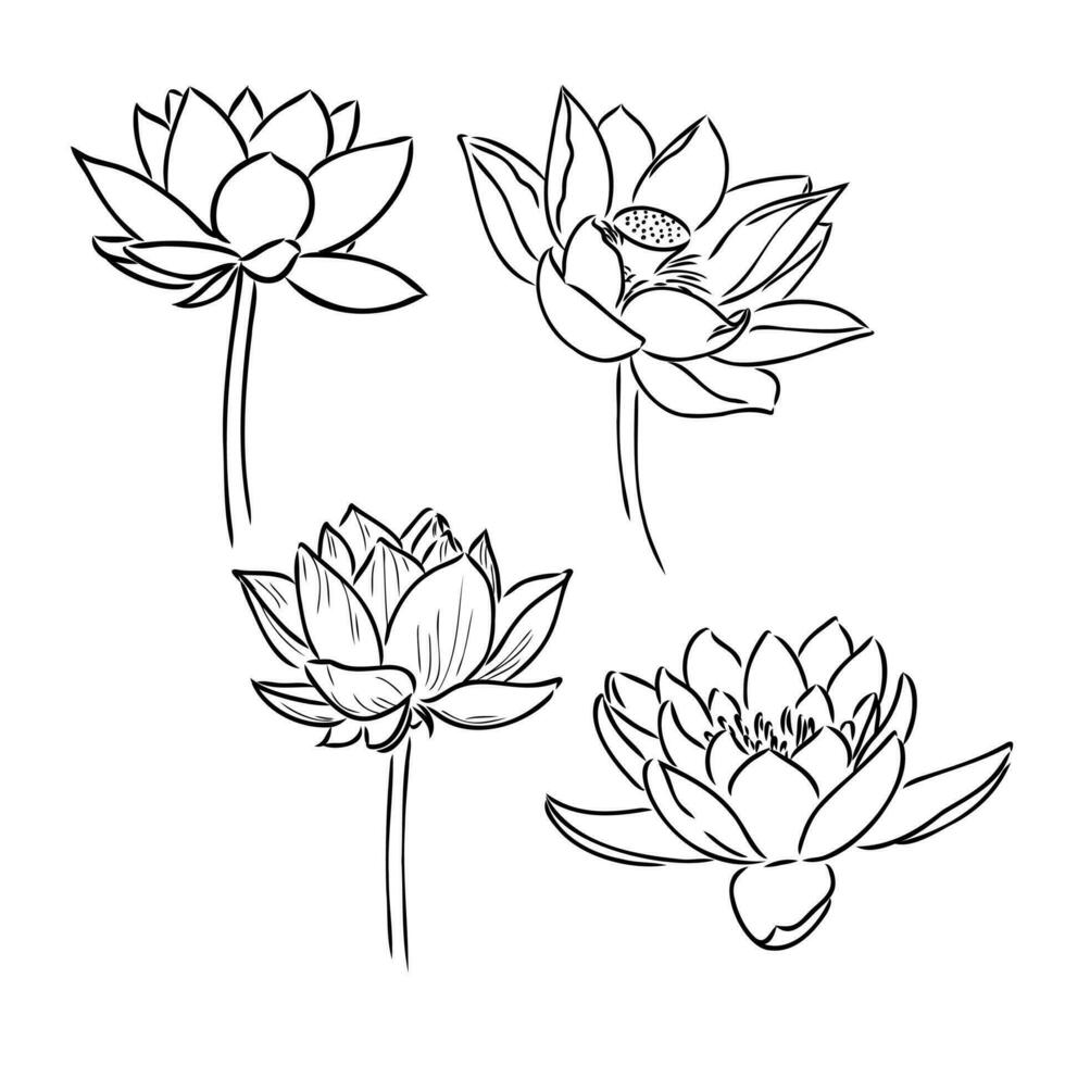 lotus flower vector sketch