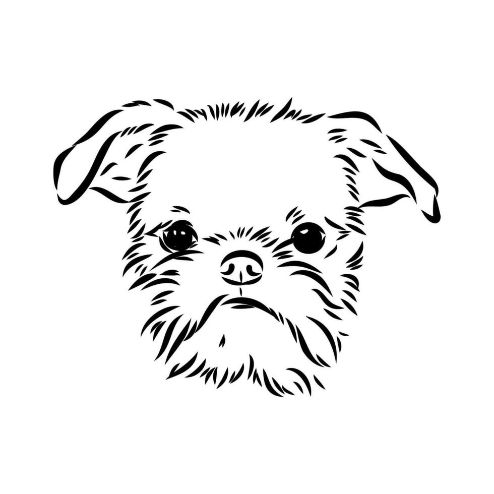 Brussels griffin dog vector sketch