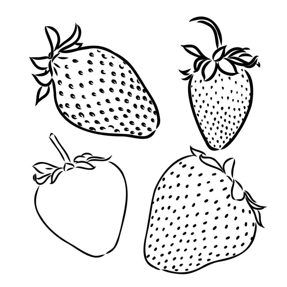 strawberry vector sketch