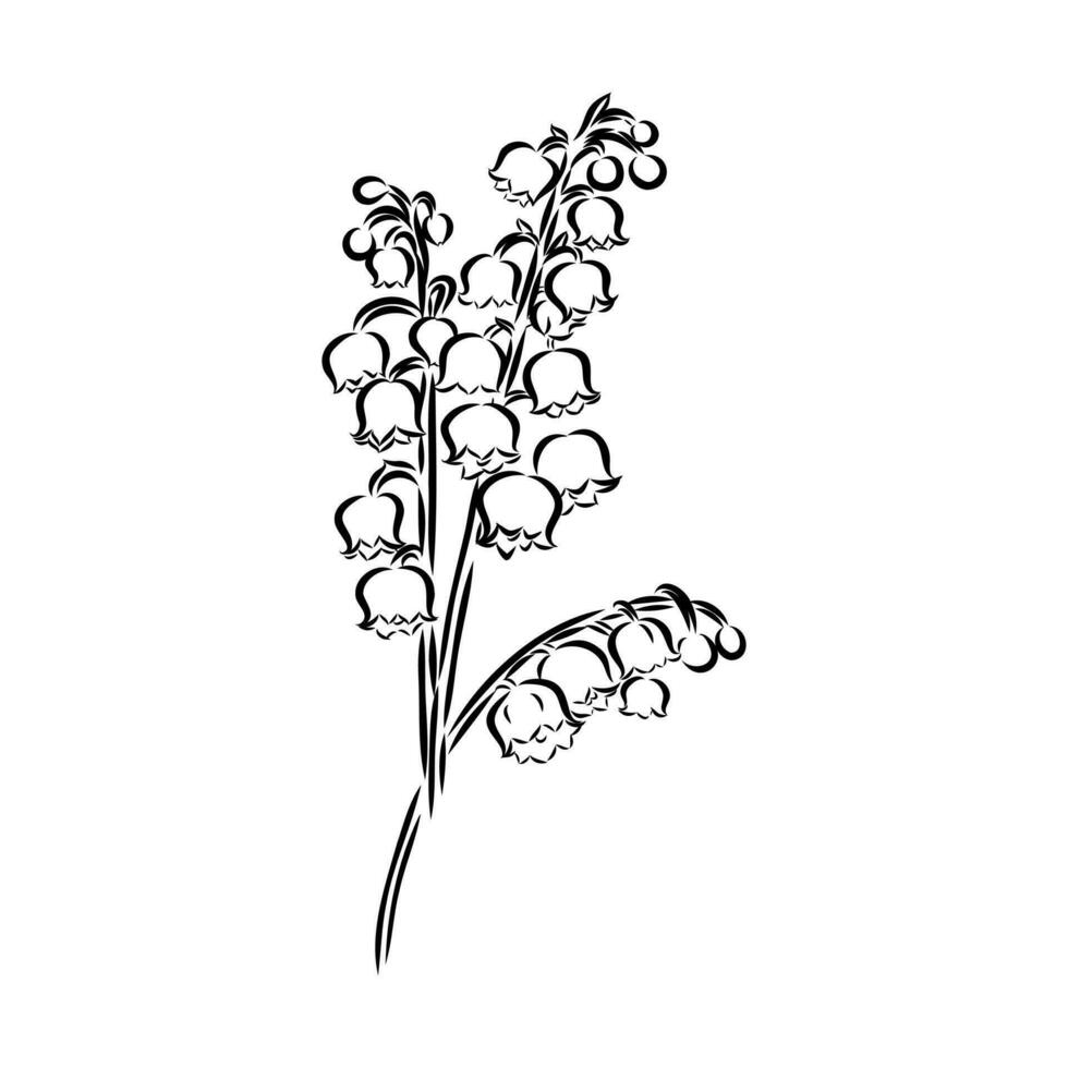 lily of the valley flower vector sketch