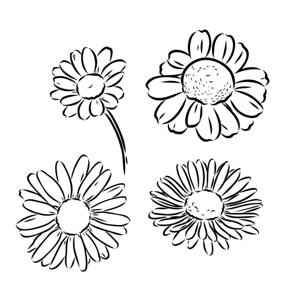 daisy flower vector sketch
