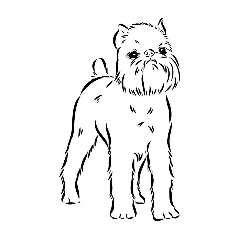 Brussels griffin dog vector sketch