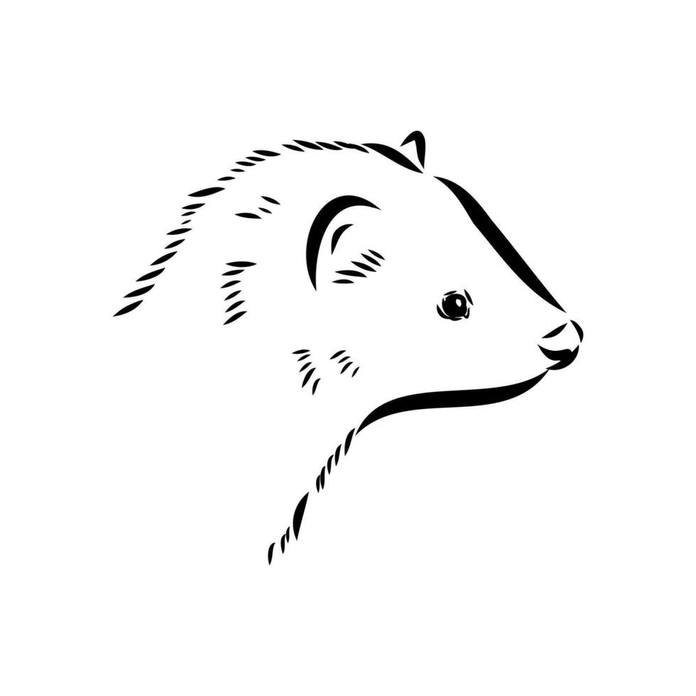 ferret vector sketch