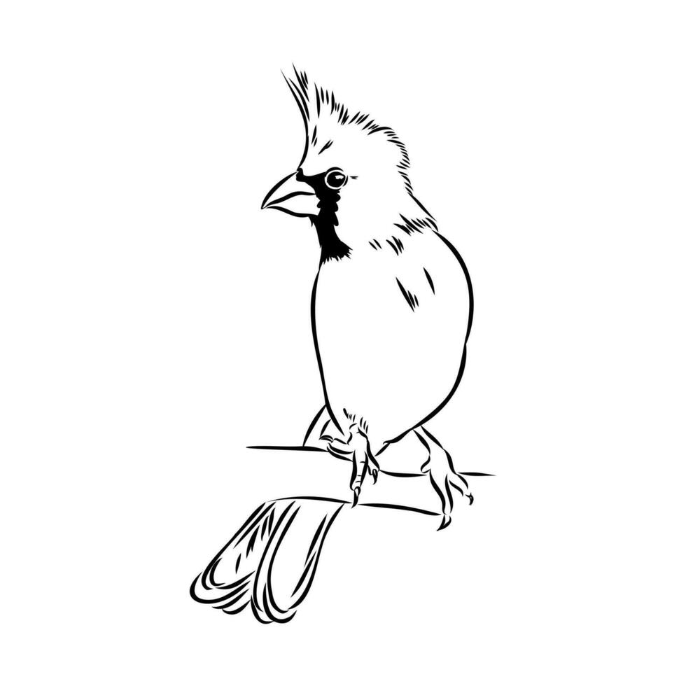 cardinal bird vector sketch