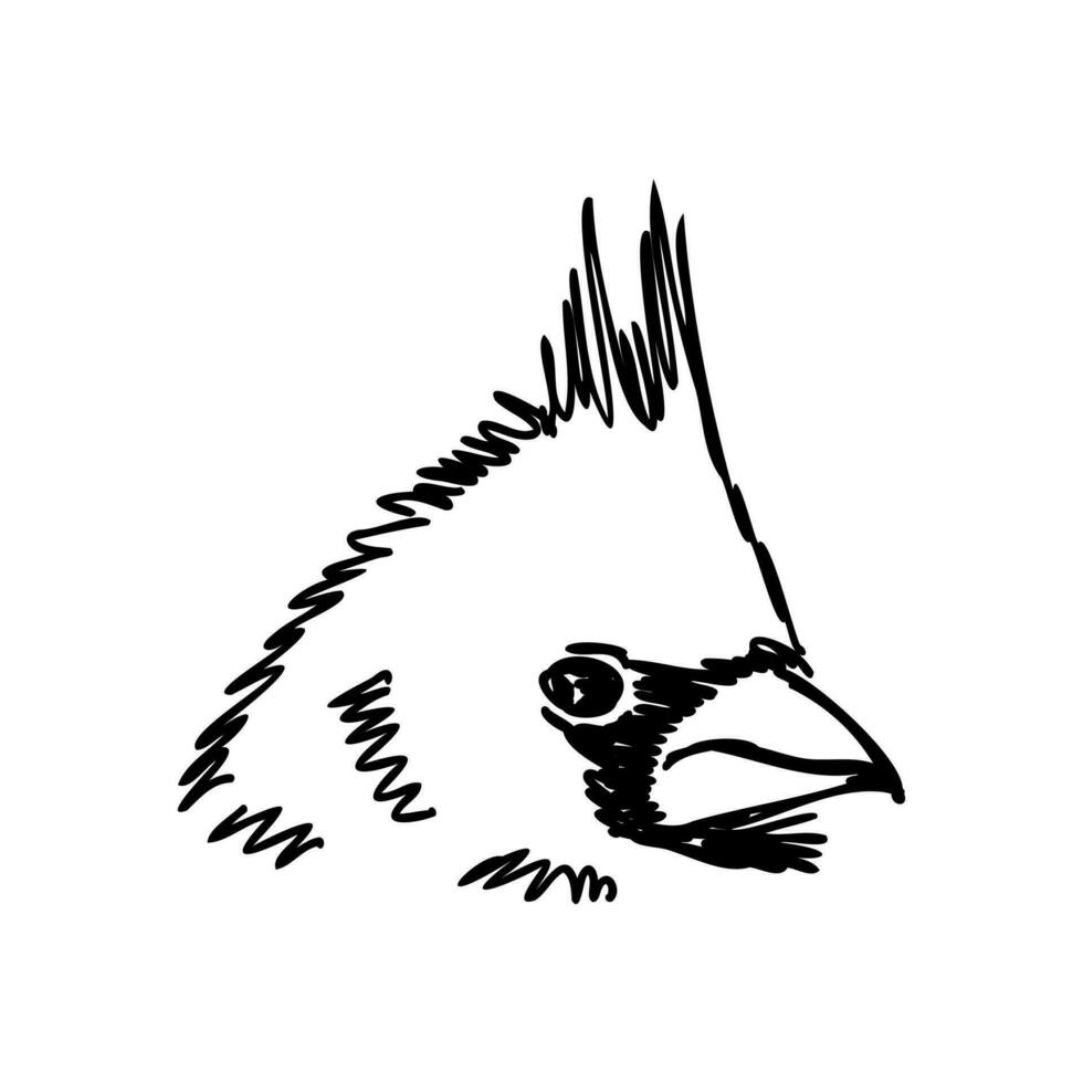 cardinal bird vector sketch