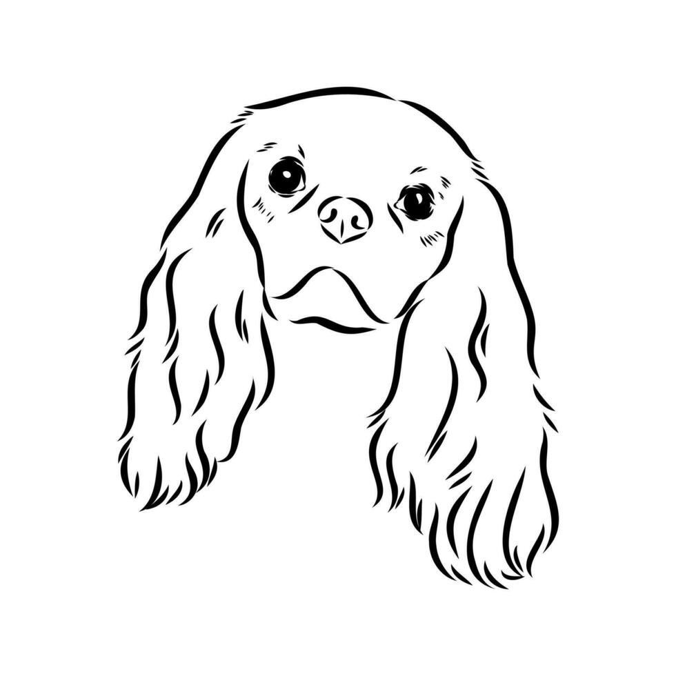 cavalier king charles dog vector sketch