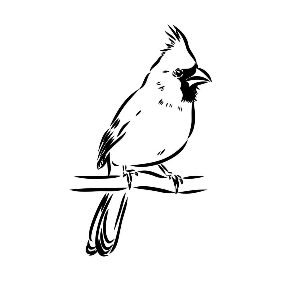 cardinal bird vector sketch