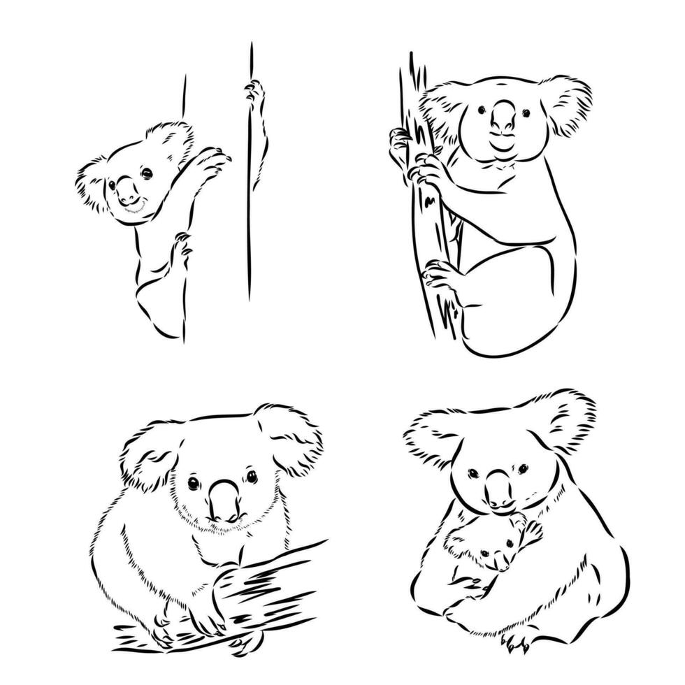 dibujo vectorial de koala vector