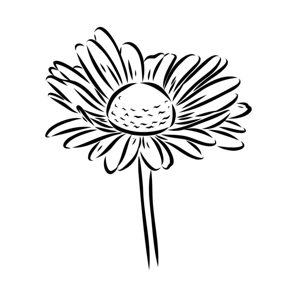 daisy flower vector sketch