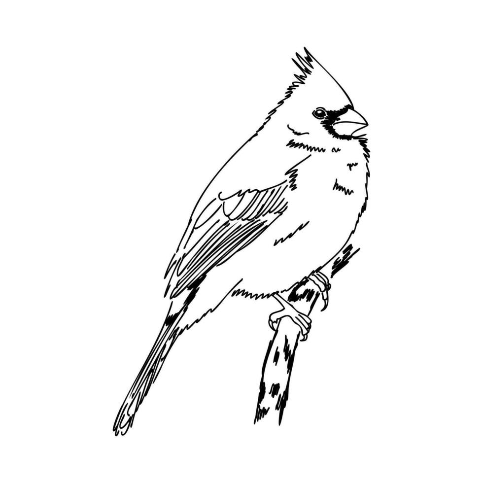 cardinal bird vector sketch