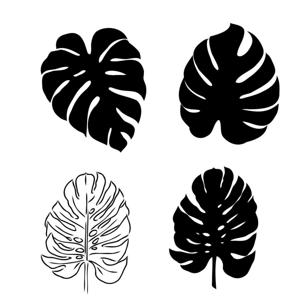 monstera plant vector sketch