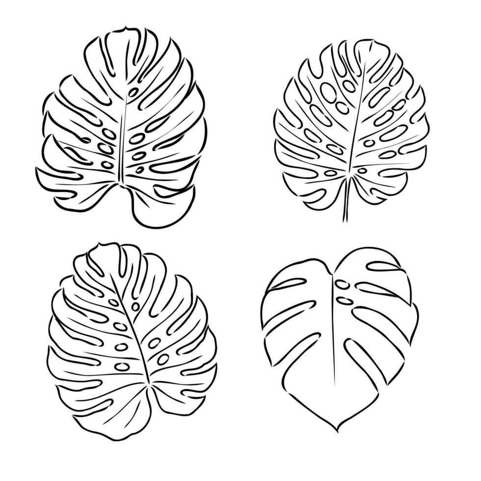 monstera plant vector sketch