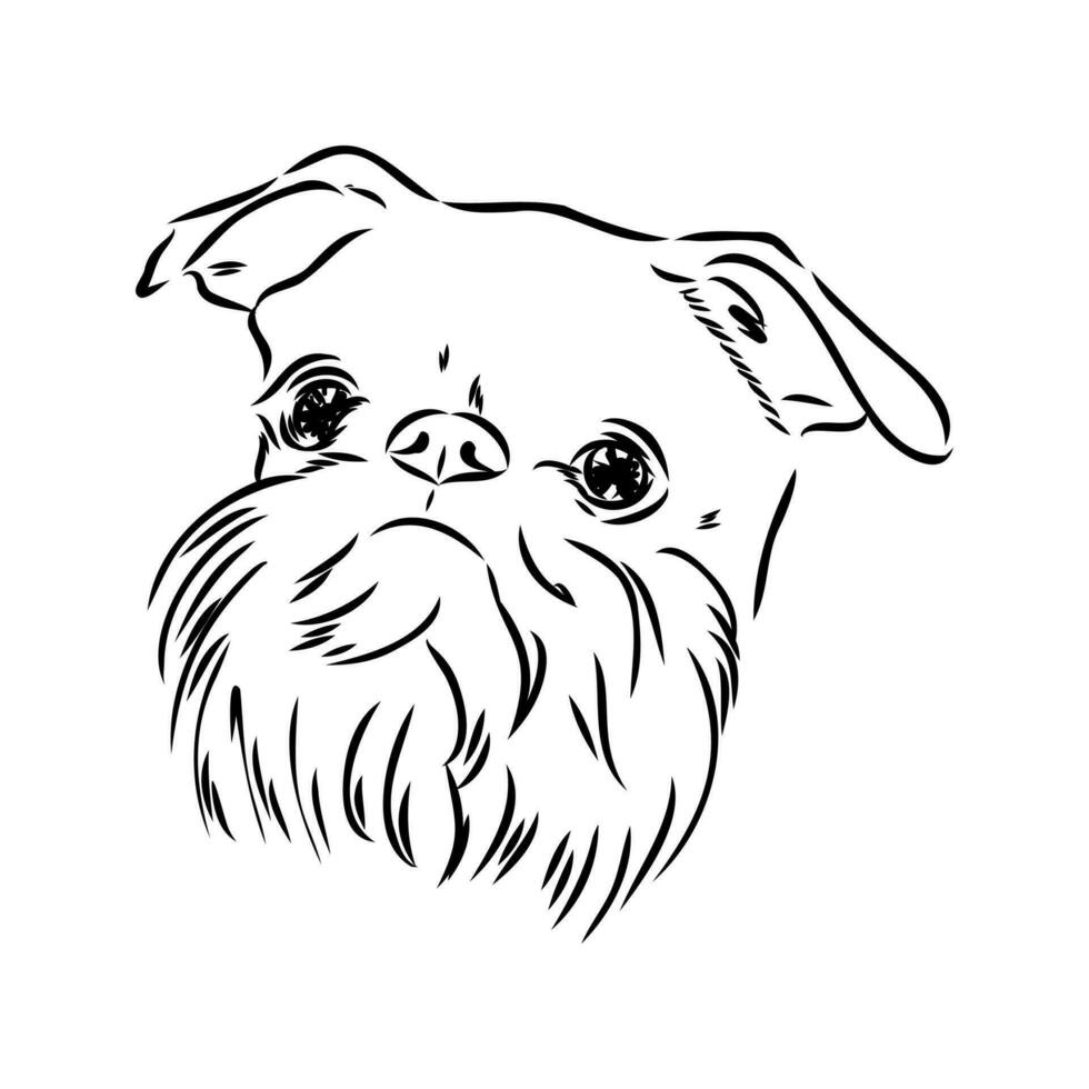 Brussels griffin dog vector sketch