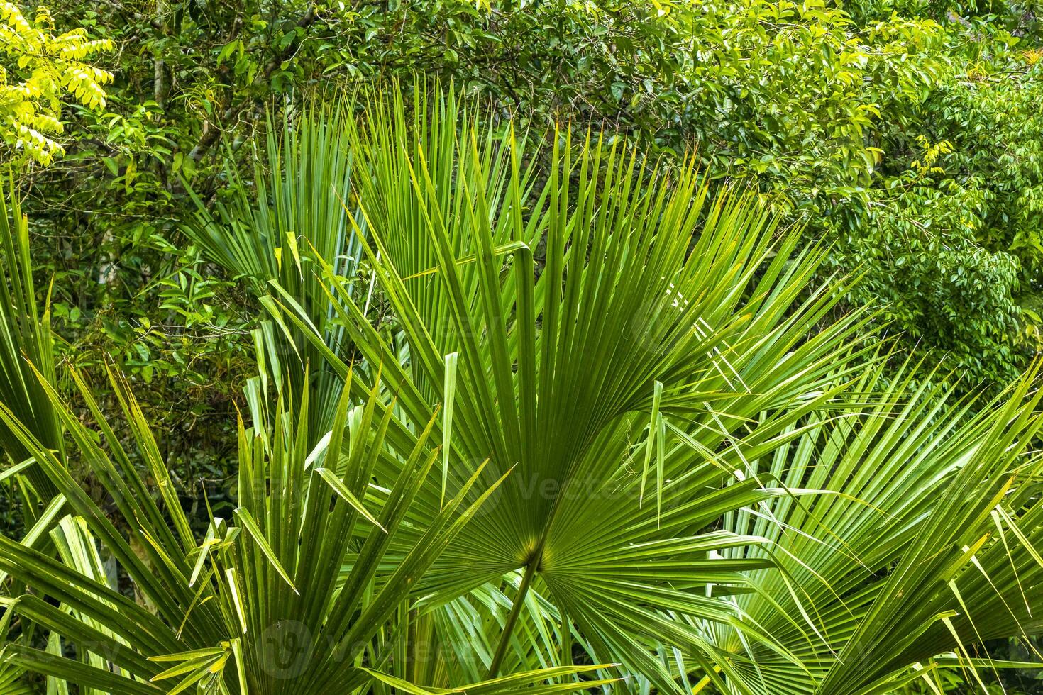 Beautiful tropical chit palm tree in the jungle Coba Mexico. photo