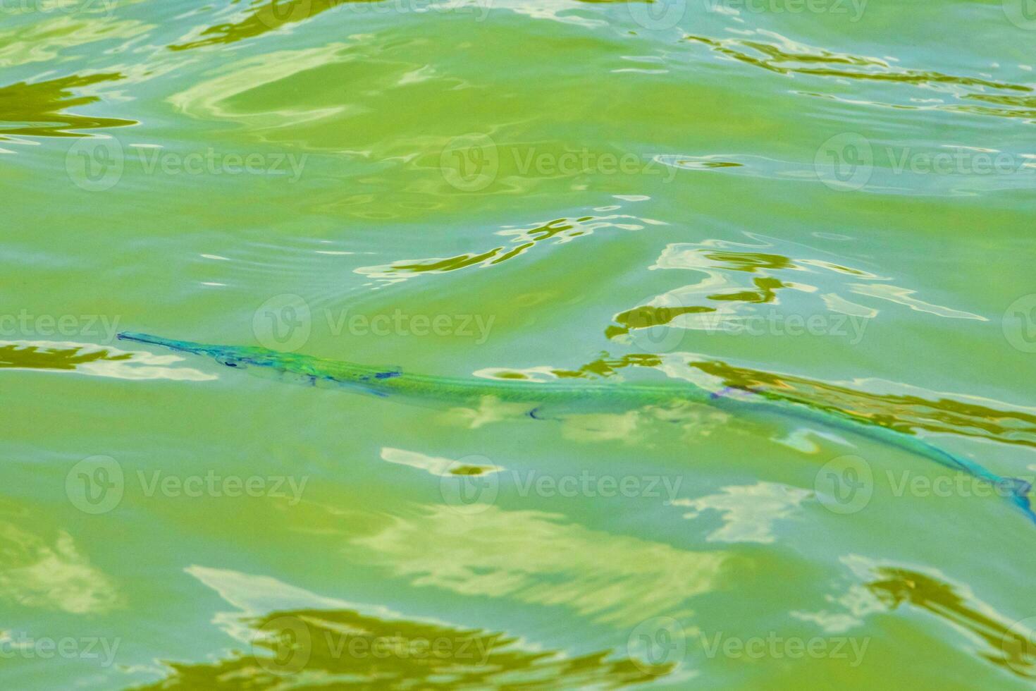 Trumpet fish trumpetfish swims on water surface Caribbean Mexico. photo