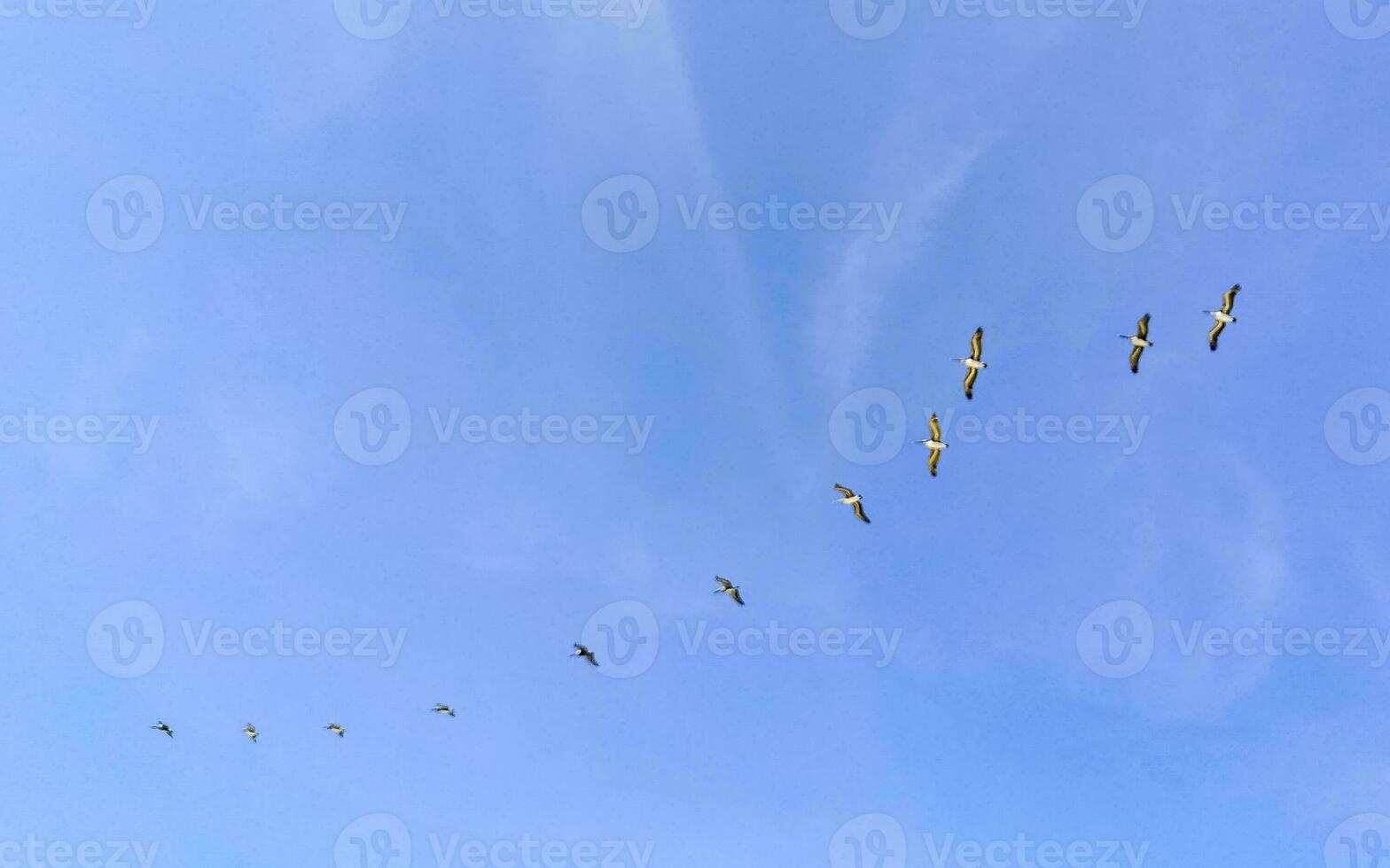 Pelicans Birds fly in a row in the sky in Mexico. photo