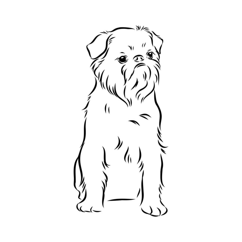 Brussels griffin dog vector sketch