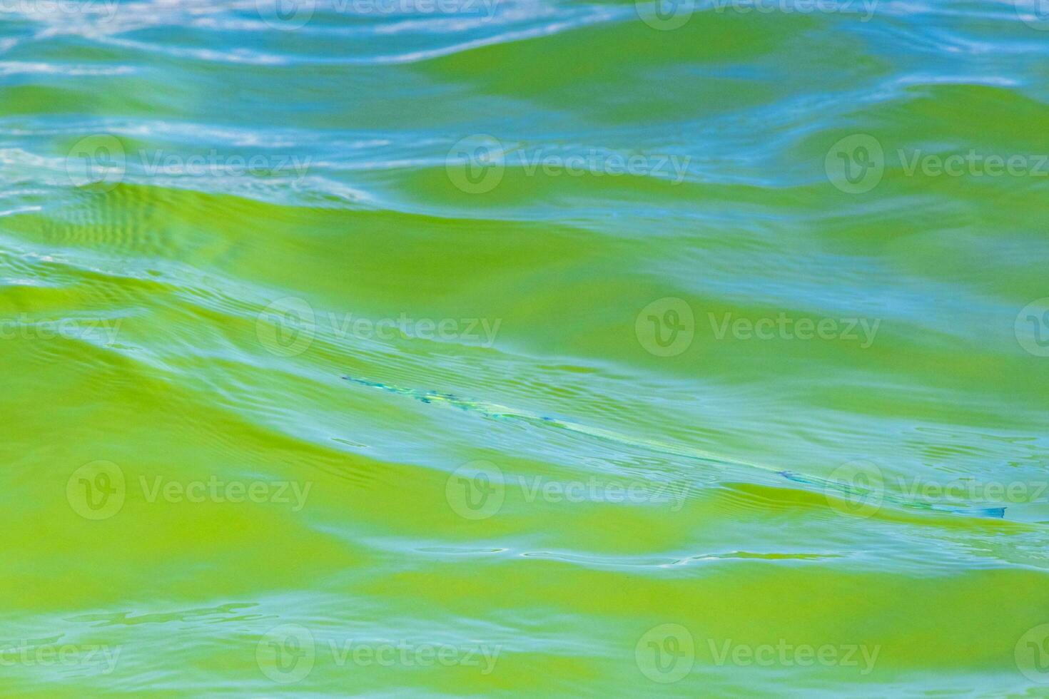 Trumpet fish trumpetfish swims on water surface Caribbean Mexico. photo