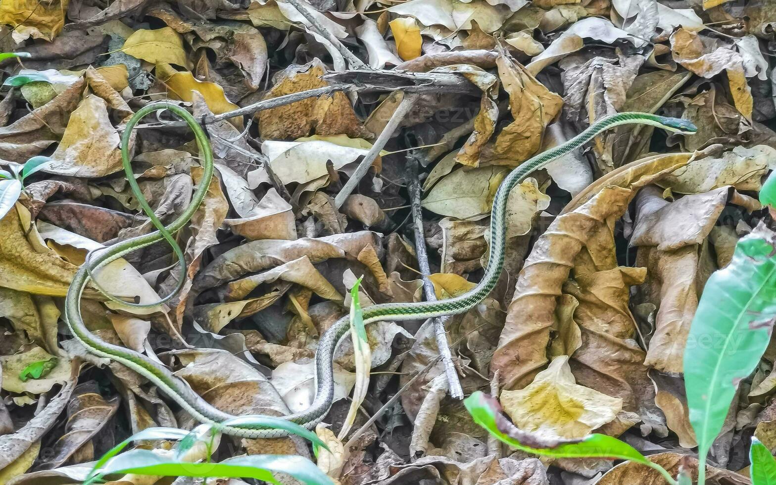 Green small tropical snake in the bushes Tulum Ruins Mexico. photo