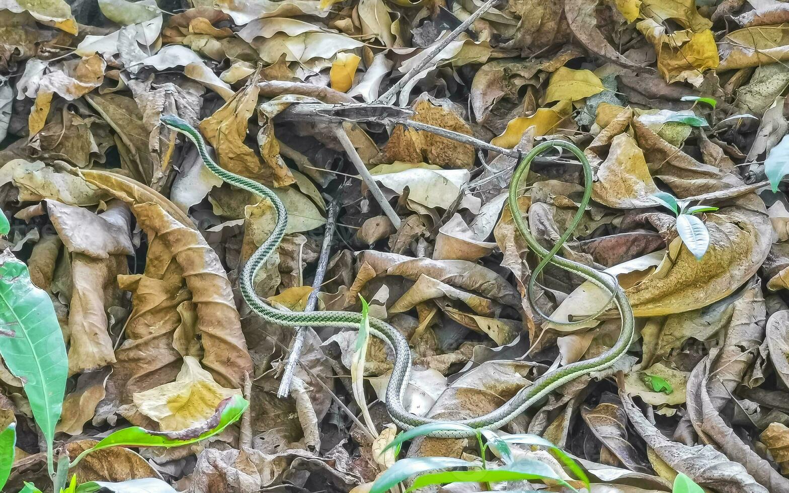 verde pequeño tropical serpiente en el arbustos Tulum restos México. foto