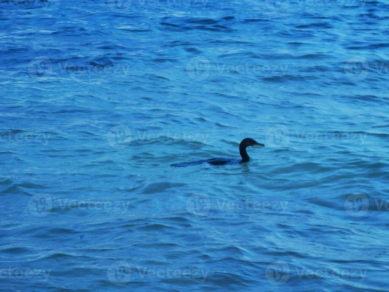 Neotropis Long-tailed Cormorant on rock stone at Beach Mexico. photo