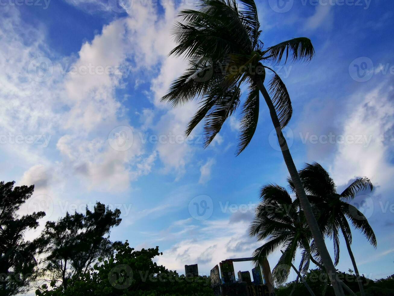 Palm beach and ruins in Playa del Carmen Mexico. photo