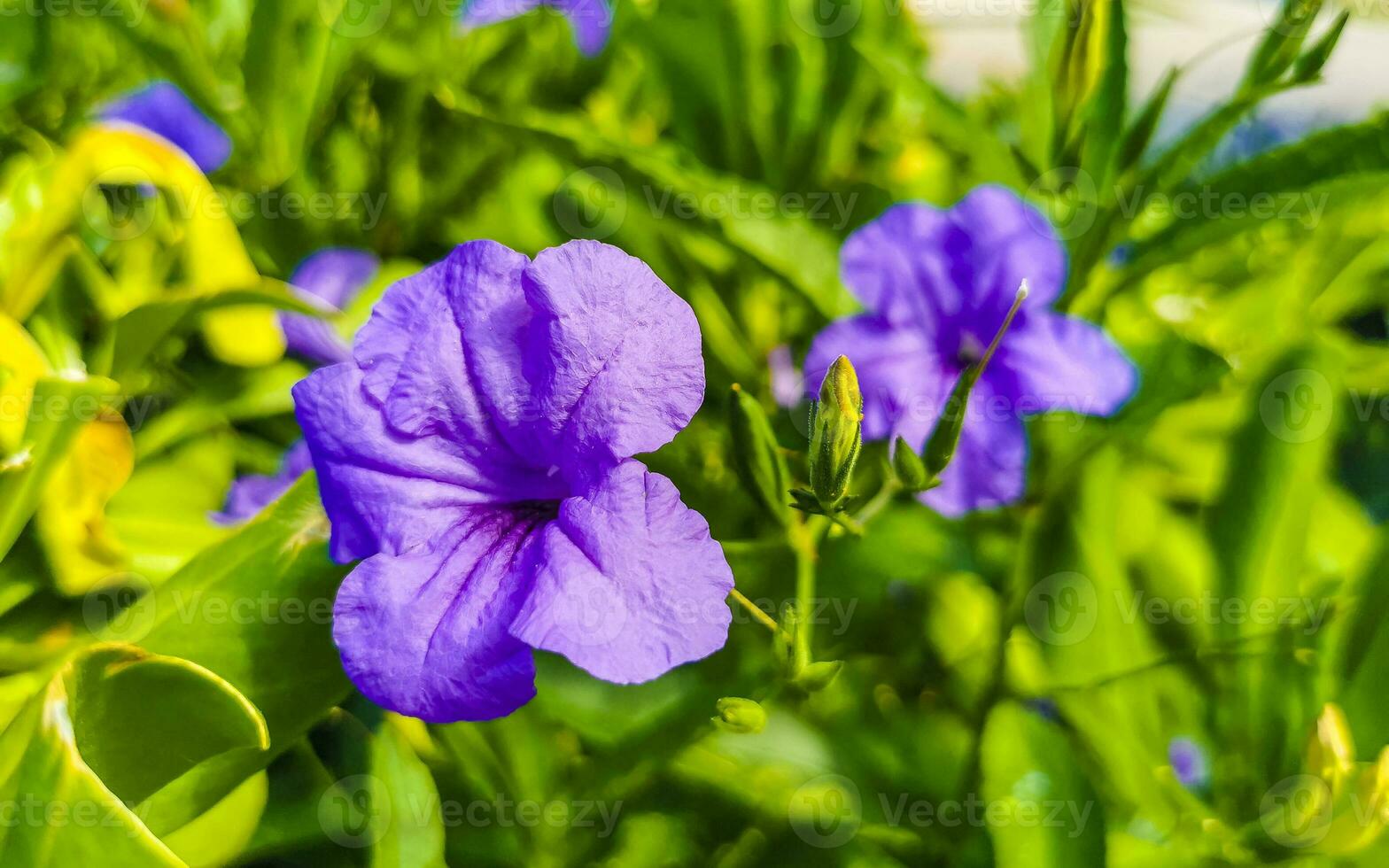 Purple pink flower Brittons Wild Petunia Mexican Bluebell Petunia Mexico. photo