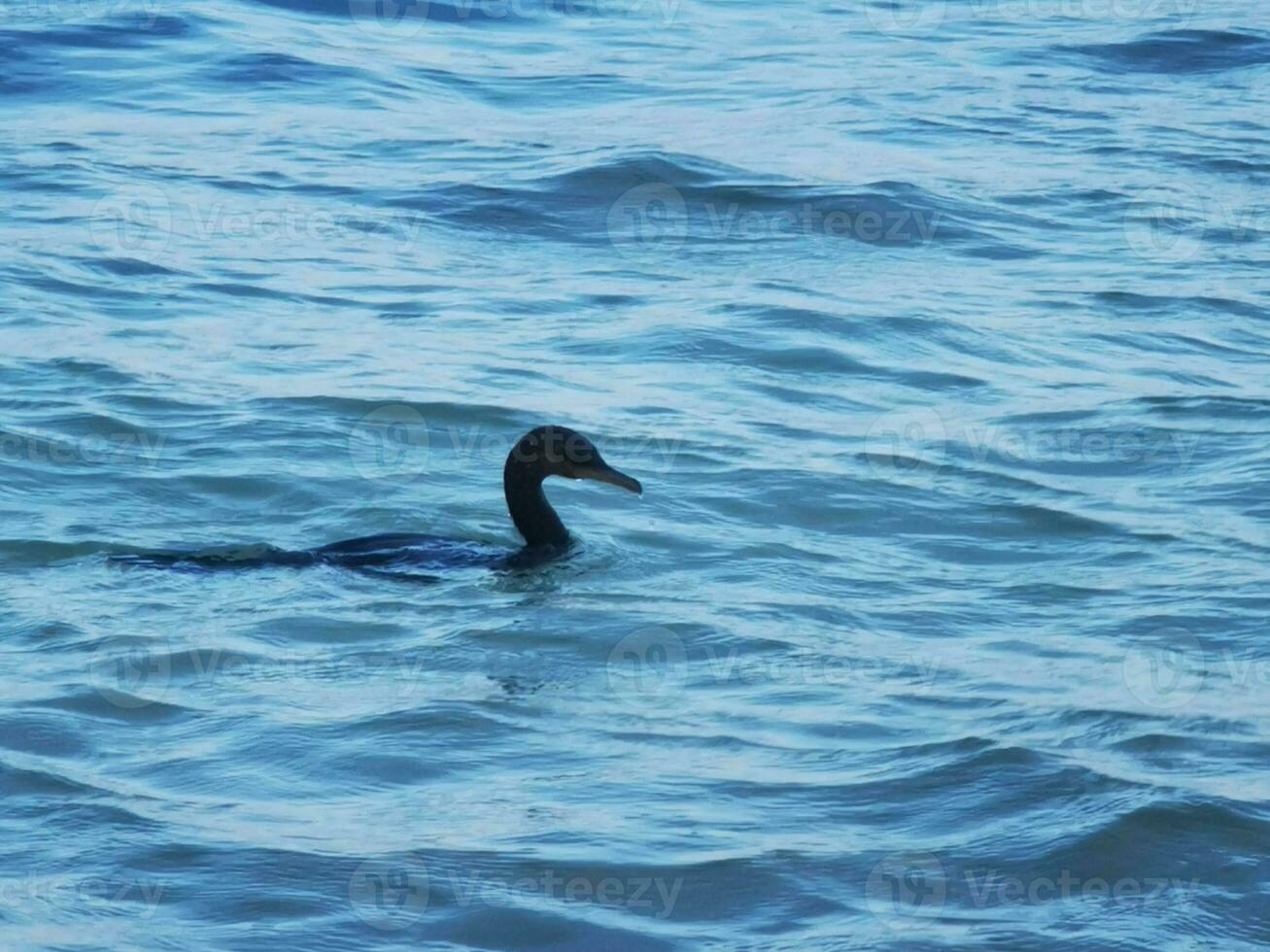 Neotropis Long-tailed Cormorant on rock stone at Beach Mexico. photo