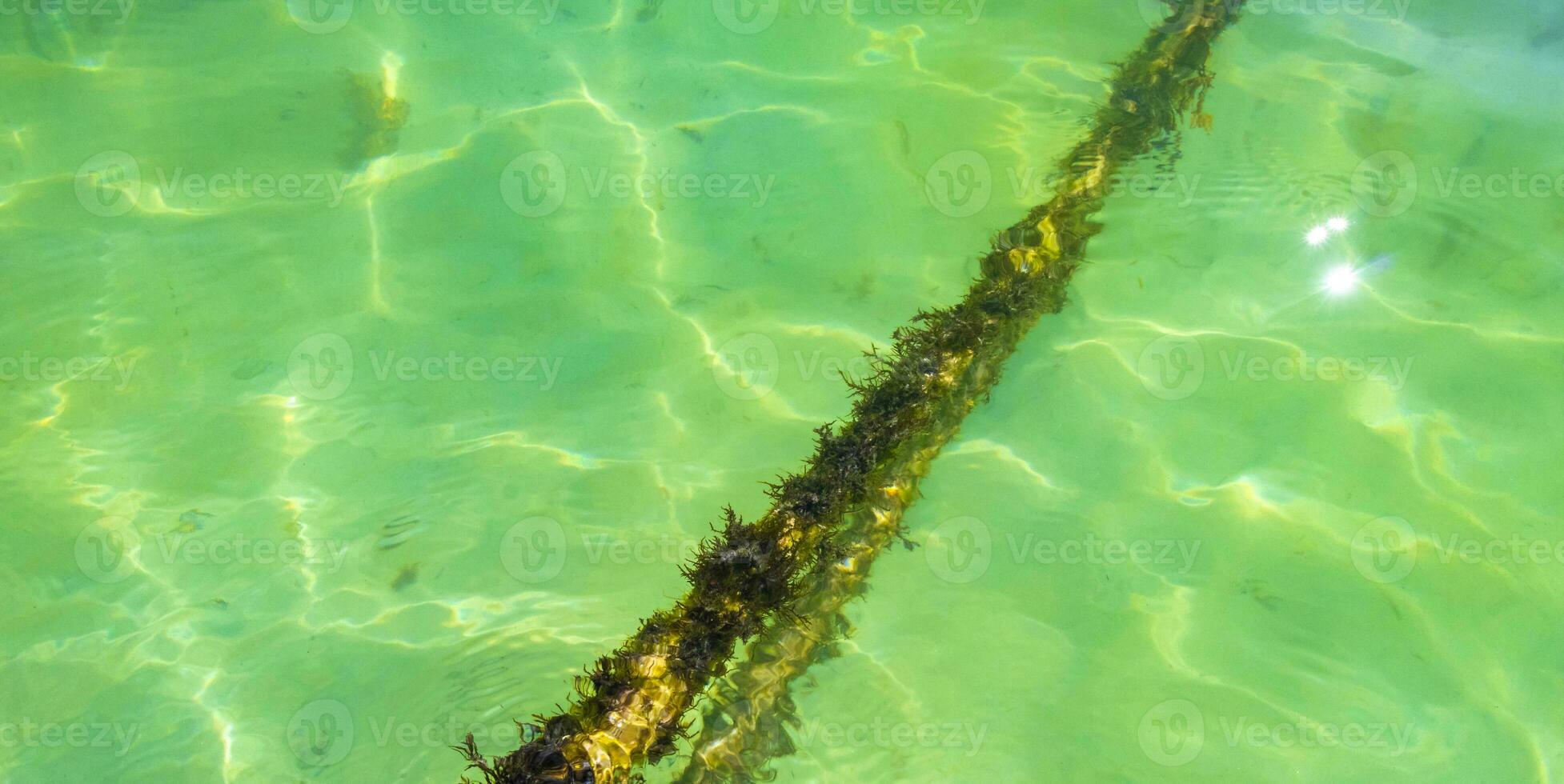 Ropes in the water with moss and sea weed Mexico. photo