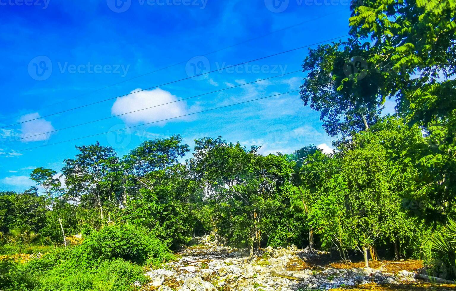 Tropical plants palm trees at natural jungle forest Tulum Mexico. photo