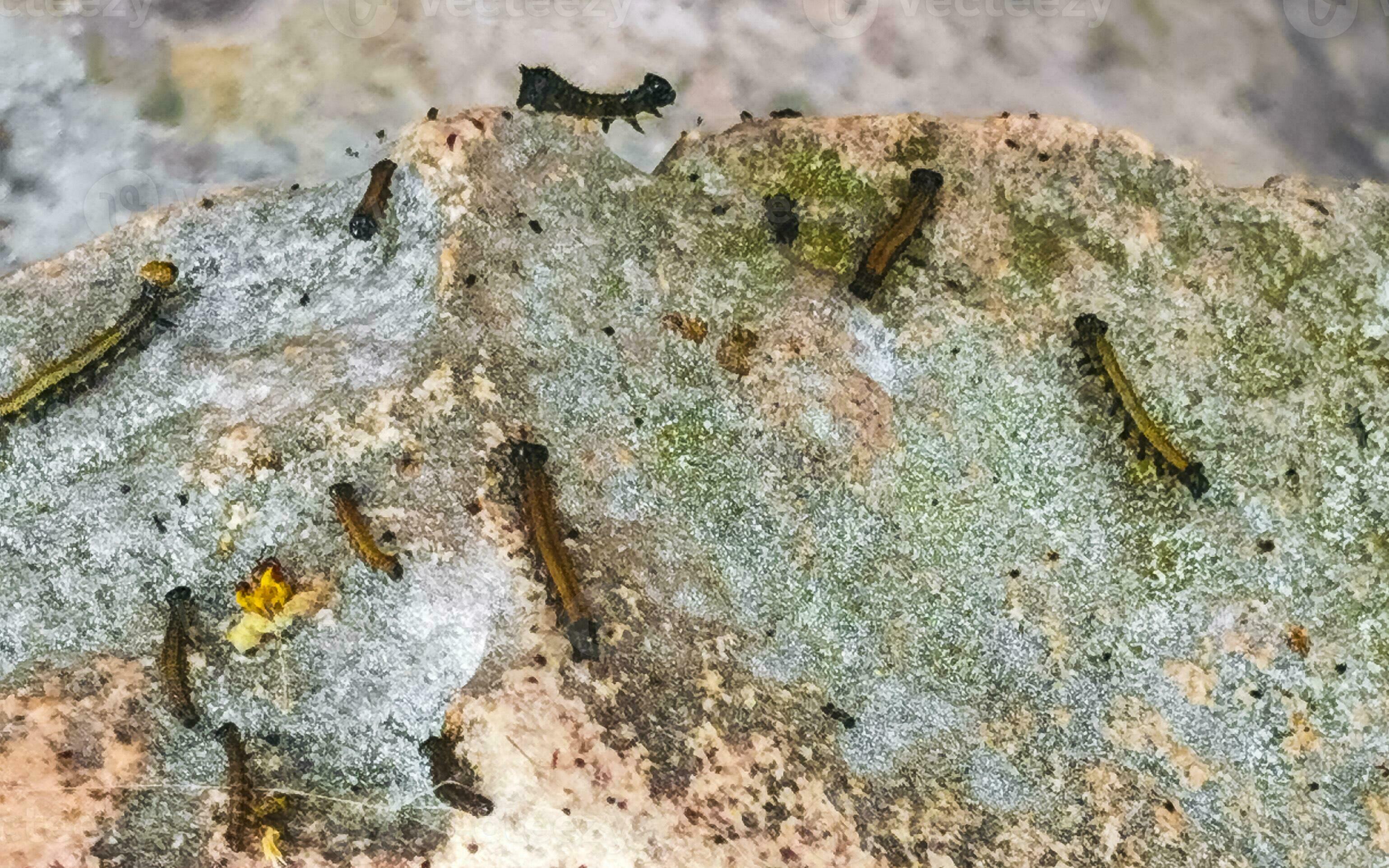 Silkworm caterpillar plague in infestation at Tulum ruins Mexico ...