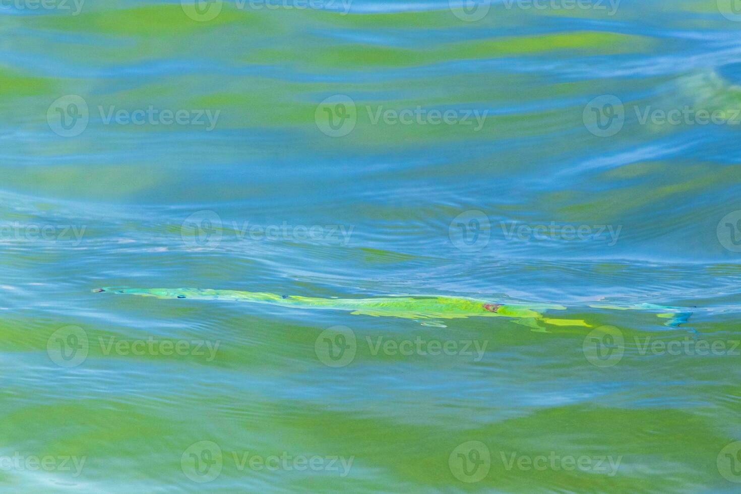 Trumpet fish trumpetfish swims on water surface Caribbean Mexico. photo