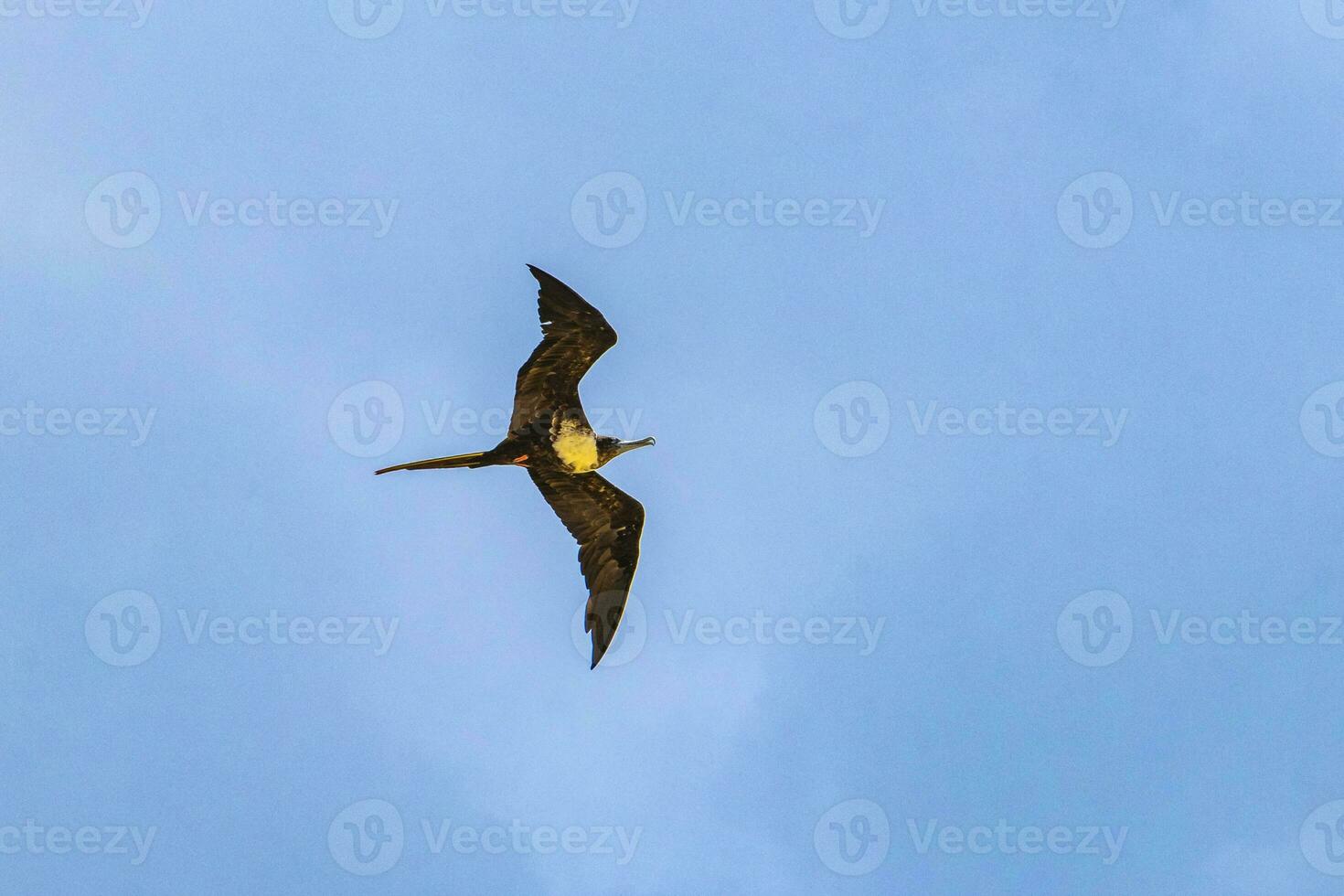 Fregat birds flock fly blue sky clouds background in Mexico. photo