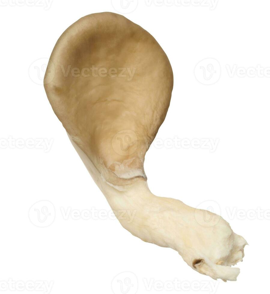 Fresh oyster mushrooms on a white isolated background, tasty and healthy food photo