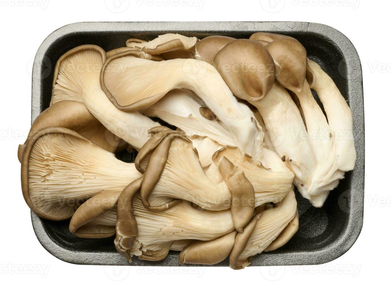 Fresh oyster mushrooms in a container, top view photo