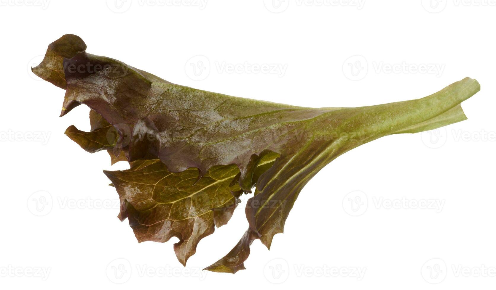 Leaf of red leaf lettuce on isolated background photo