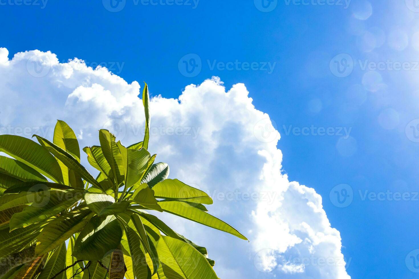 Blue Sky with clouds sun sunshine and trees in Mexico. photo