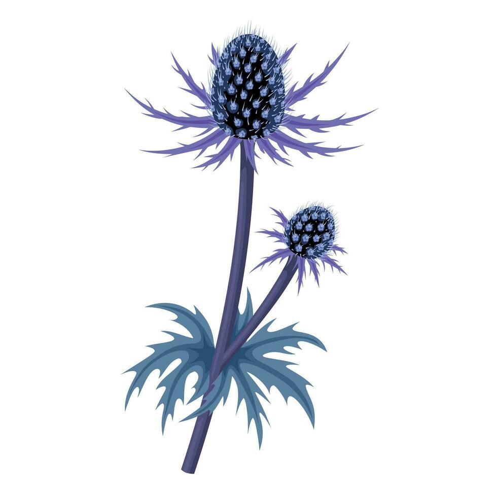 Vector illustration, Eryngium planum, blue eryngo or flat sea holly, isolated on white background.