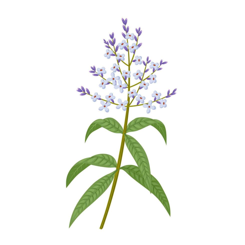 Vector illustration, Lemon Verbena, scientific name aloysia triphylla, isolated on white background.