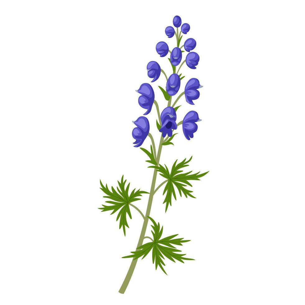 Vector illustration, Aconitum also known as aconite, monkshood, wolfsbane, leopard's bane, or blue rocket, isolated on white background.